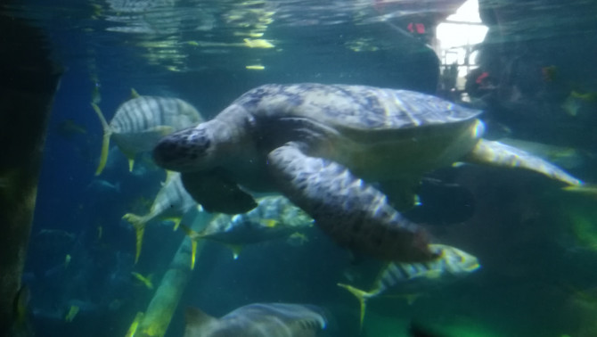 Sea Life akvárium Oberhausen
